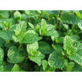 Asian garden indoesnisa Spearmint seeds flower seeds for growing